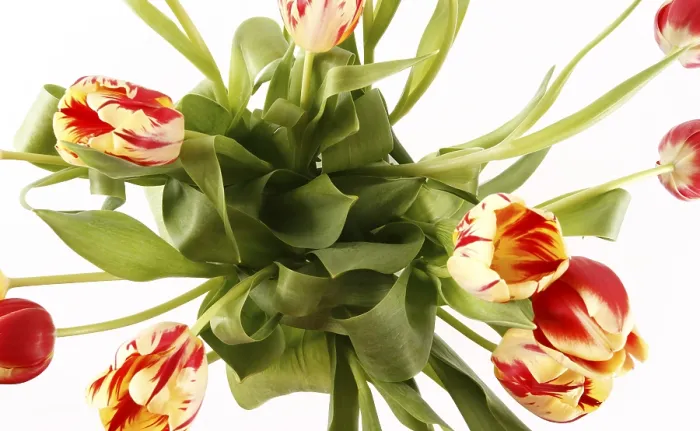 Stampa con cornice : Tulips