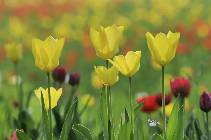 Stampa con cornice : Tulips