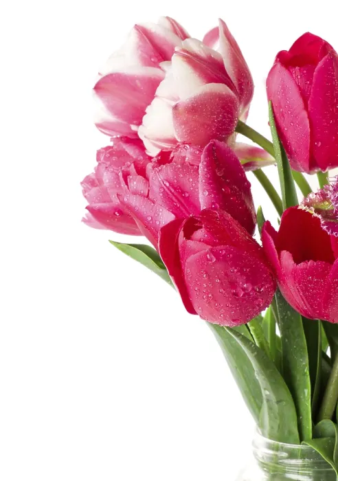 Stampa con cornice : Tulips Stampa con cornice : Tulips