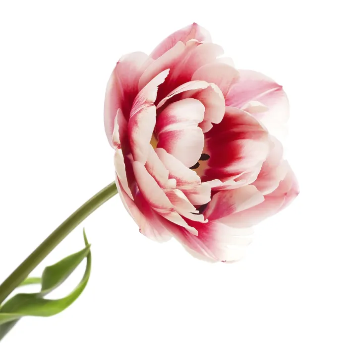 Stampa con cornice : Tulips