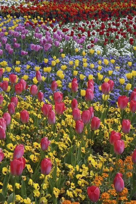 Stampa con cornice : Tulipani in un letto.