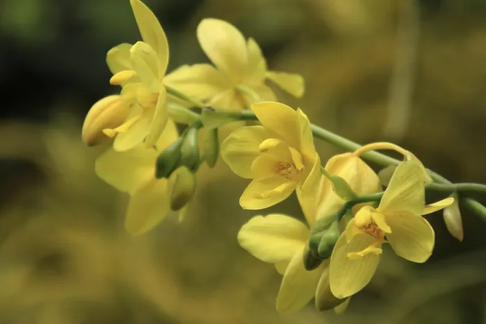 Stampa con cornice : Vanda, Orchidee Stampa con cornice : Vanda, Orchidee