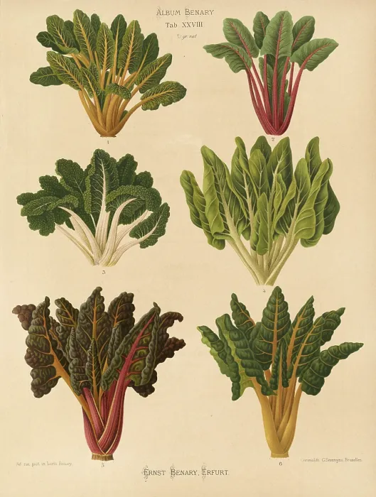Stampa con cornice : Vegetali, barbabietola e chard, dopo Ernst Samuel Benary (10 novembre 1819 - 19 febbraio 1893), orticoltore hessiano. Stampa con cornice : Vegetali, barbabietola e chard, dopo Ernst Samuel Benary (10 novembre 1819 - 19 febbraio 1893), orticoltore hessiano.