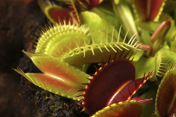 Stampa con cornice : Dionaea muscipula Stampa con cornice : Dionaea muscipula