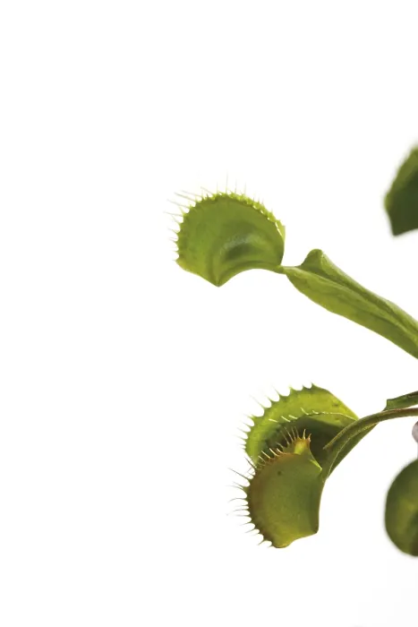 Stampa con cornice : Dionaea muscipula Stampa con cornice : Dionaea muscipula