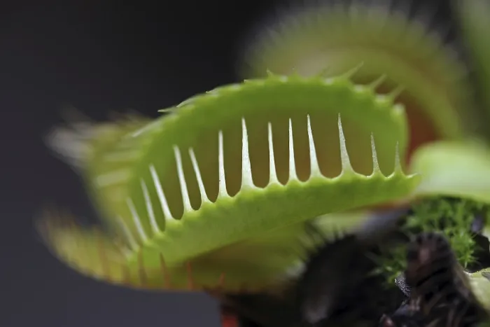 Stampa con cornice : Venus Flytrap (Dionaea muscipula) Stampa con cornice : Venus Flytrap (Dionaea muscipula)