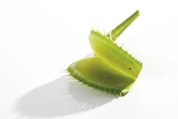 Stampa con cornice : Dionaea muscipula (Venus Flytrap) Stampa con cornice : Dionaea muscipula (Venus Flytrap)