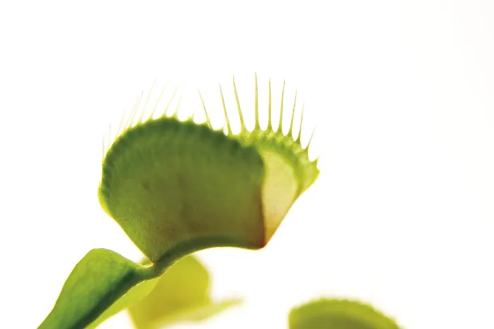Stampa con cornice : Dionaea muscipula