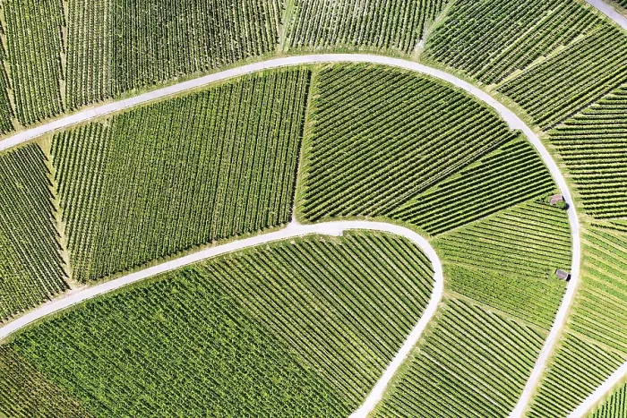 Stampa con cornice : Vigneto visto dall'alto. Stampa con cornice : Vigneto visto dall'alto.