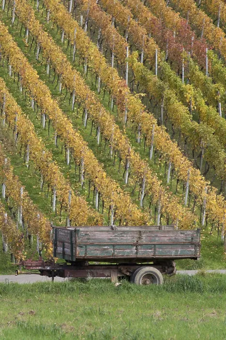 Stampa con cornice : vineyard Stampa con cornice : vineyard
