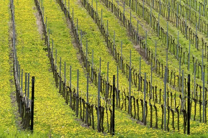 Stampa con cornice : Vigneto in primavera Stampa con cornice : Vigneto in primavera