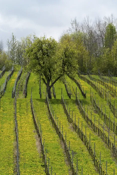 Stampa con cornice : Vigneto in primavera. Stampa con cornice : Vigneto in primavera.