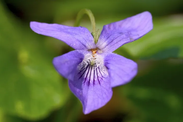Stampa con cornice : Viola Stampa con cornice : Viola
