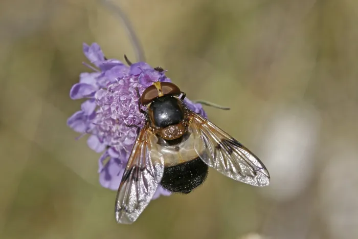 Stampa con cornice : Volucella pellucens, calabrone comune. Stampa con cornice : Volucella pellucens, calabrone comune.