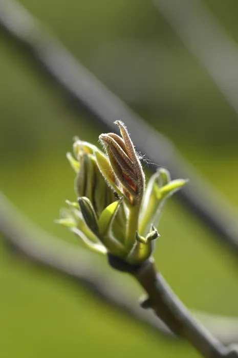 Stampa con cornice : Albero di nocciole.