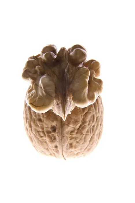 Stampa con cornice : Walnuts