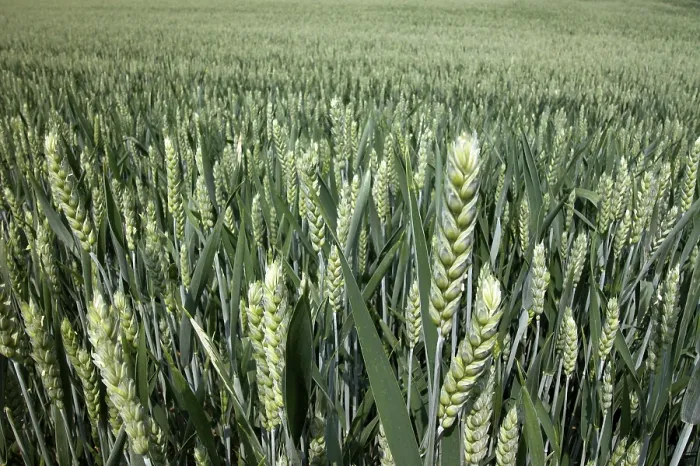 Stampa con cornice : Wheat Stampa con cornice : Wheat