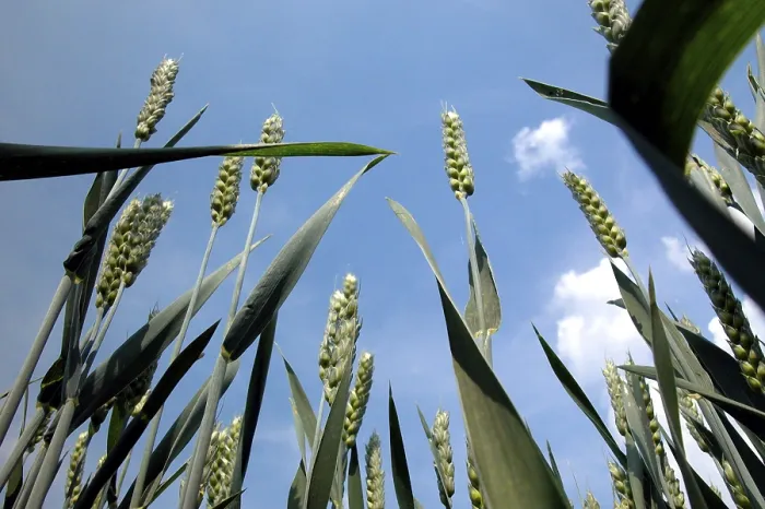 Stampa con cornice : Wheat Stampa con cornice : Wheat