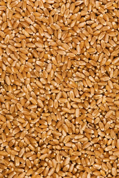 Stampa con cornice : Wheat Stampa con cornice : Wheat