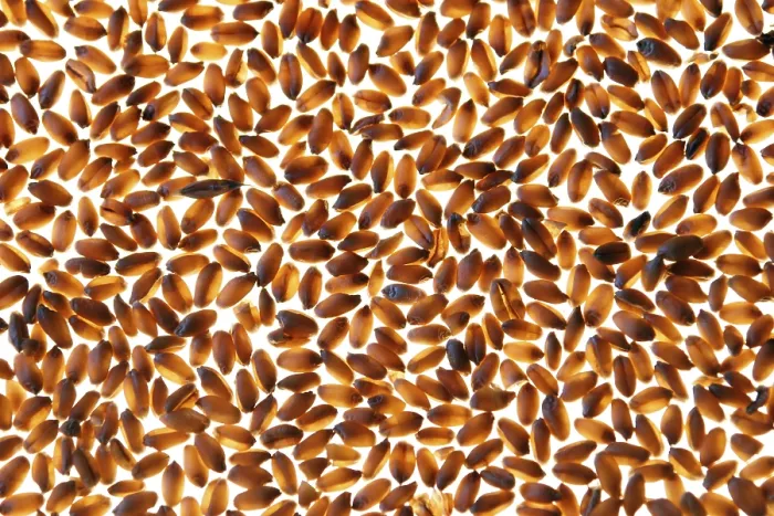 Stampa con cornice : Wheat