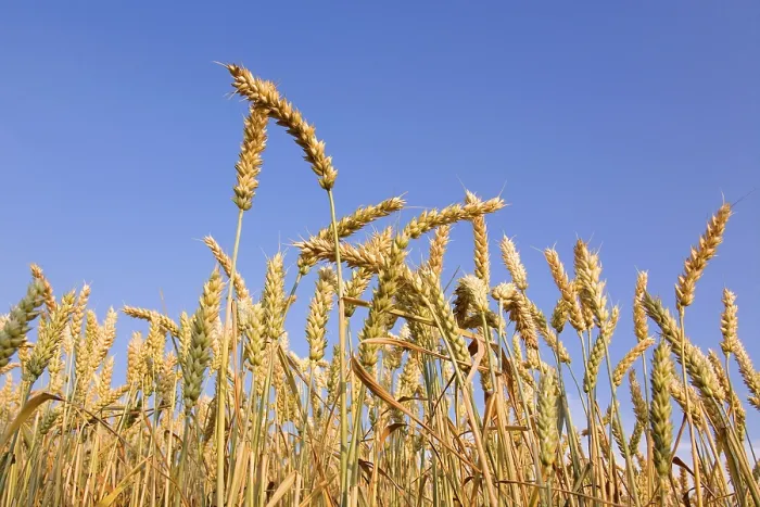 Stampa con cornice : Spighe di grano