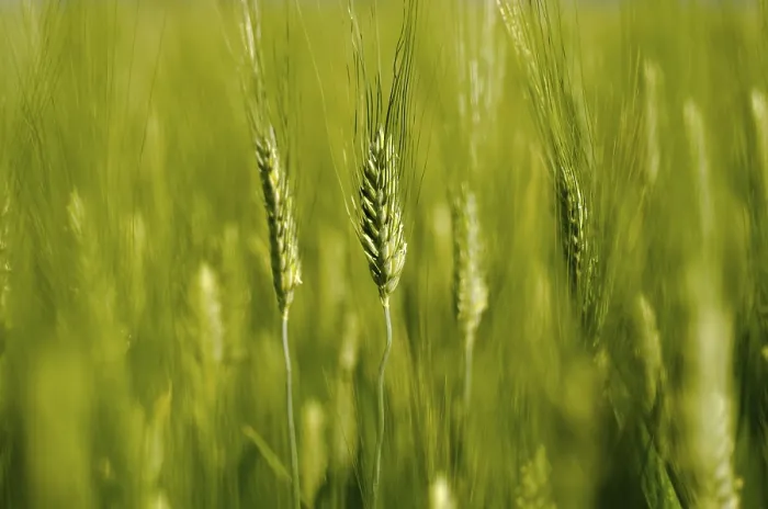Stampa con cornice : Grano nel Campo Stampa con cornice : Grano nel Campo