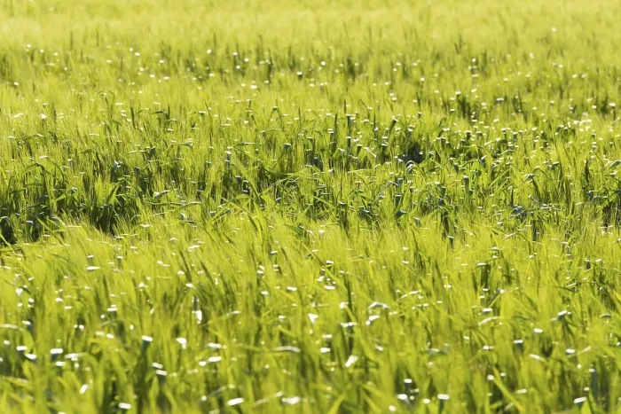 Stampa con cornice : Campo di grano Stampa con cornice : Campo di grano