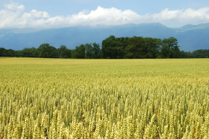 Stampa con cornice : Campo di grano Stampa con cornice : Campo di grano