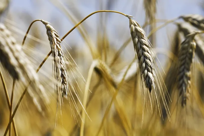 Stampa con cornice : Campo di grano Stampa con cornice : Campo di grano