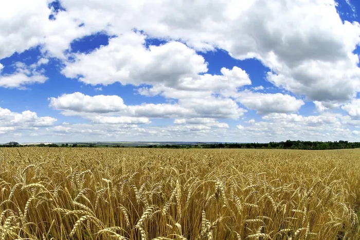 Stampa con cornice : Campo di grano Stampa con cornice : Campo di grano