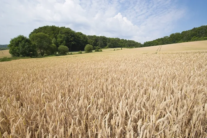 Stampa con cornice : Campo di grano, Turingia, Germania. Stampa con cornice : Campo di grano, Turingia, Germania.