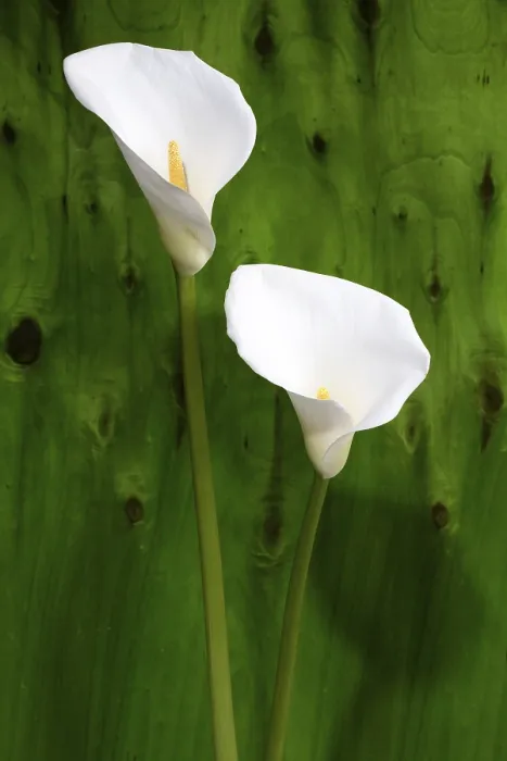Stampa con cornice : Calla bianca Stampa con cornice : Calla bianca