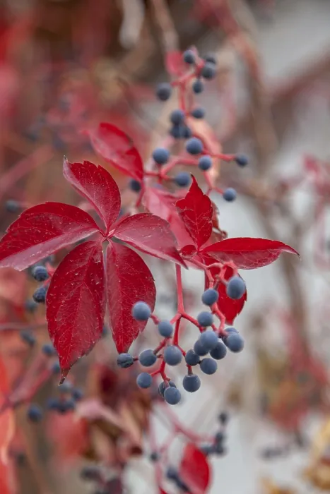 Stampa con cornice : Vite selvatica (Vitis vinifera subsp) Stampa con cornice : Vite selvatica (Vitis vinifera subsp)