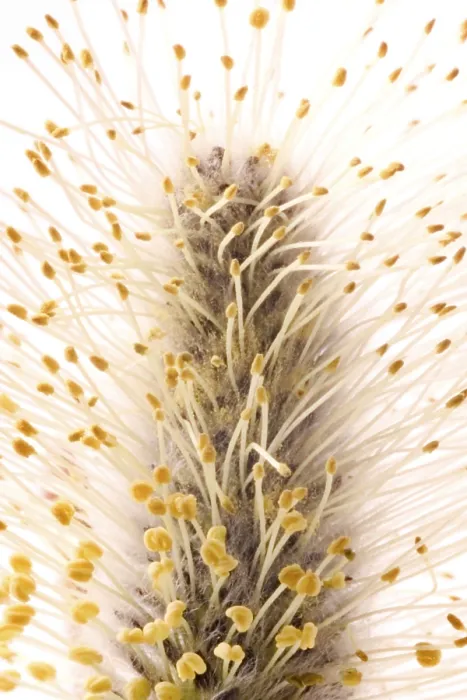 Stampa con cornice : Willow