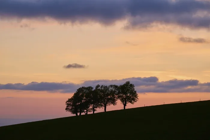 Stampa con cornice : Wind beeches at sunset with cloudy sky in spring, Schauinsland, Freiburg im Breisgau, Forest Nero, Baden-Wurttemberg, Germania