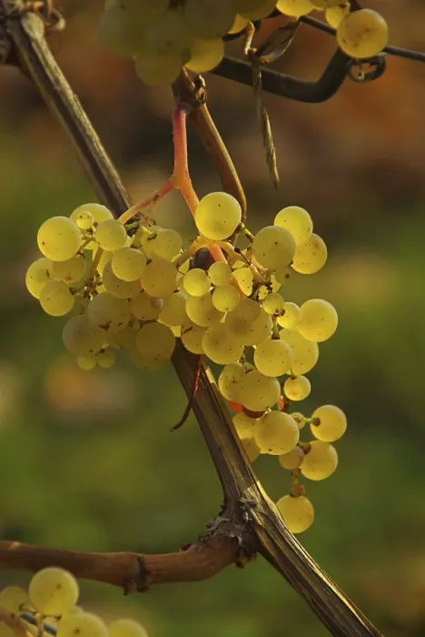 Stampa con cornice : Vino, uva.