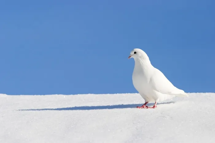 Stampa con cornice : In inverno.