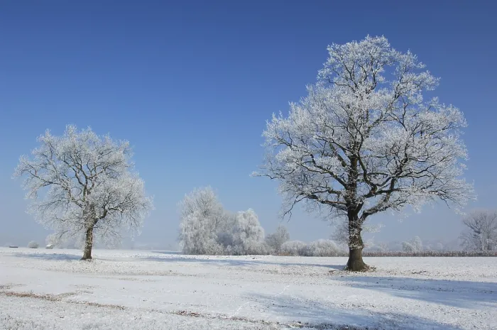 Stampa con cornice : Paesaggio invernale. Stampa con cornice : Paesaggio invernale.