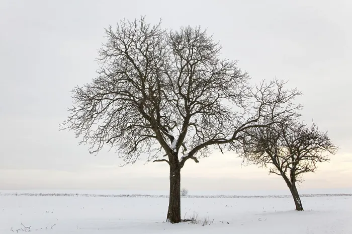 Stampa con cornice : WinterTag
