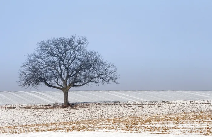 Stampa con cornice : Wintertime Stampa con cornice : Wintertime