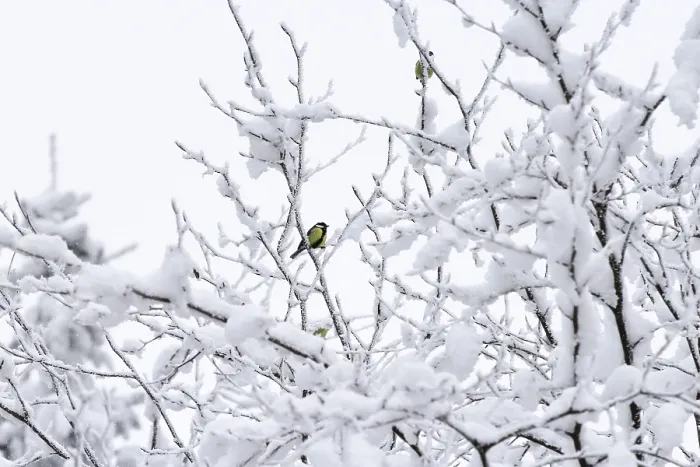 Stampa con cornice : Inverno, Germania. Stampa con cornice : Inverno, Germania.