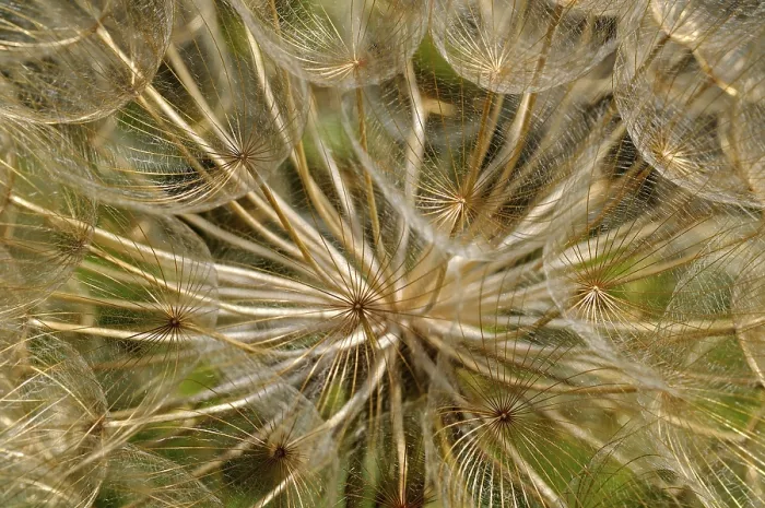 Stampa con cornice : Apiaceae (Apiaceae spec.) secca.