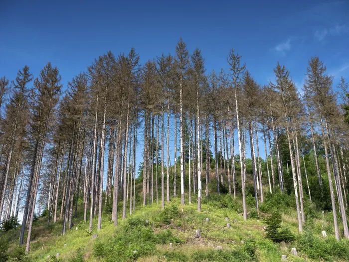 Stampa con cornice : Alberi morti e secchi, Harztor, Turingia, Germania.