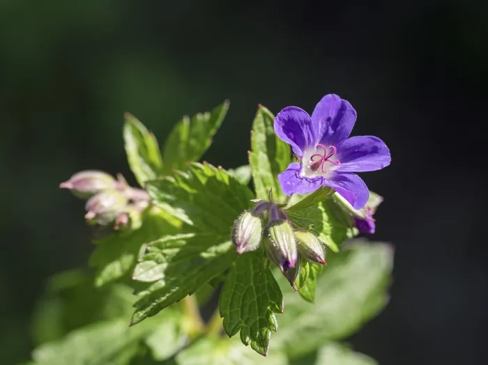 Stampa con cornice : Geranio selvatico (Geranium sylvaticum) Stampa con cornice : Geranio selvatico (Geranium sylvaticum)