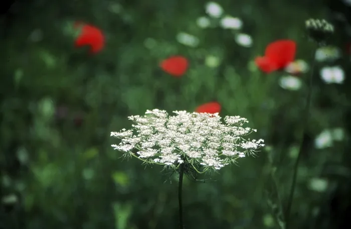 Stampa con cornice : Yarrow Stampa con cornice : Yarrow