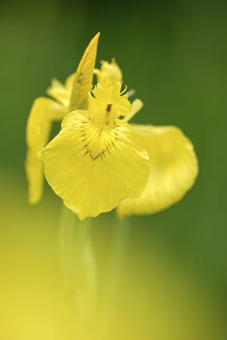 Stampa con cornice : Bandiera gialla (Iris pseudacorus).