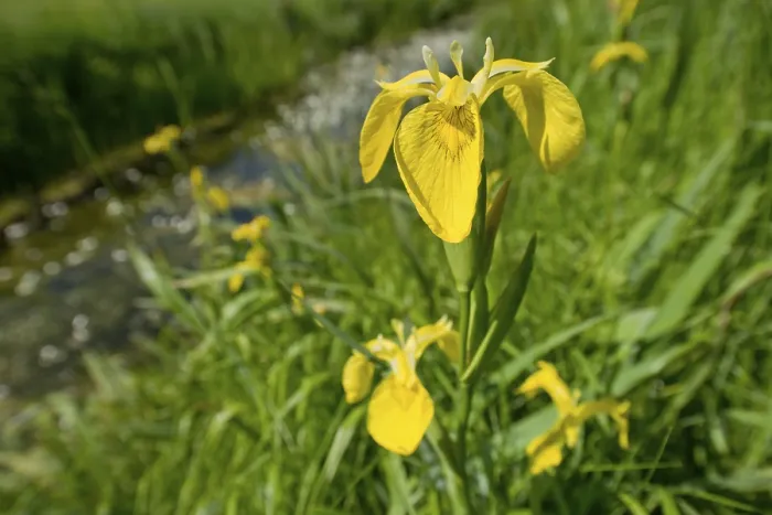 Stampa con cornice : Iris gialla (Iris pseudacorus)
