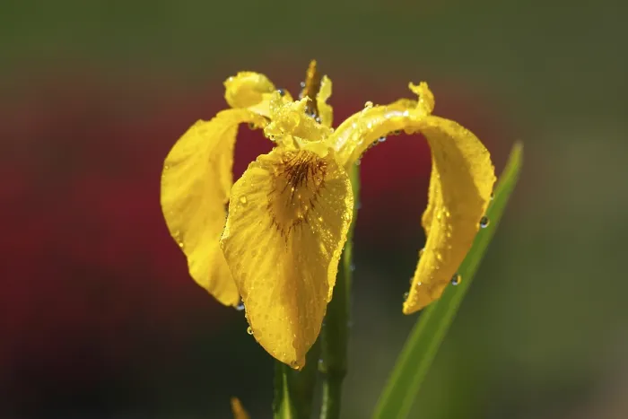 Stampa con cornice : Iris gialla (Iris pseudacorus)