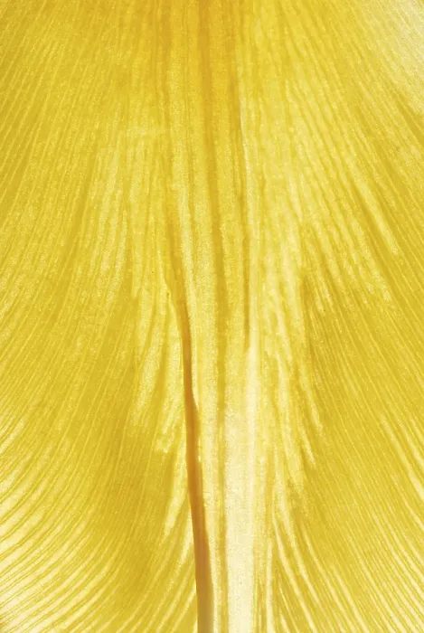 Stampa con cornice : Foglia gialla Stampa con cornice : Foglia gialla