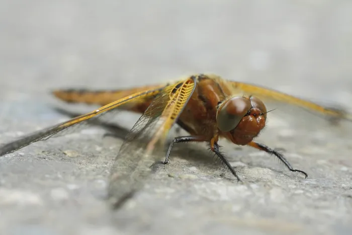 Stampa con cornice : Zweifleck (Epitheca bimaculata)
